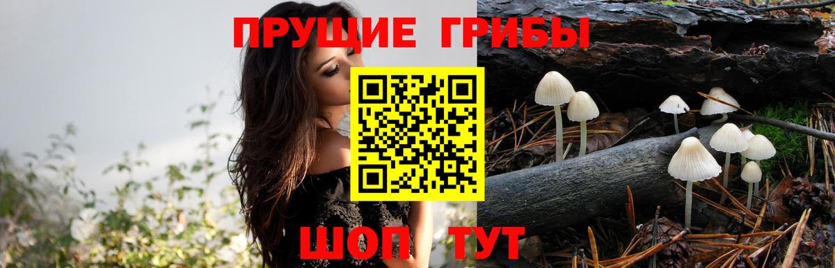 Псилоцибиновые грибы Psilocybe  закладки  Ачхой-Мартан  Вход с VPN 